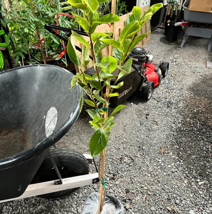 24" Tall Live Plant Grafted Gallon Pot Asian Fruit P944