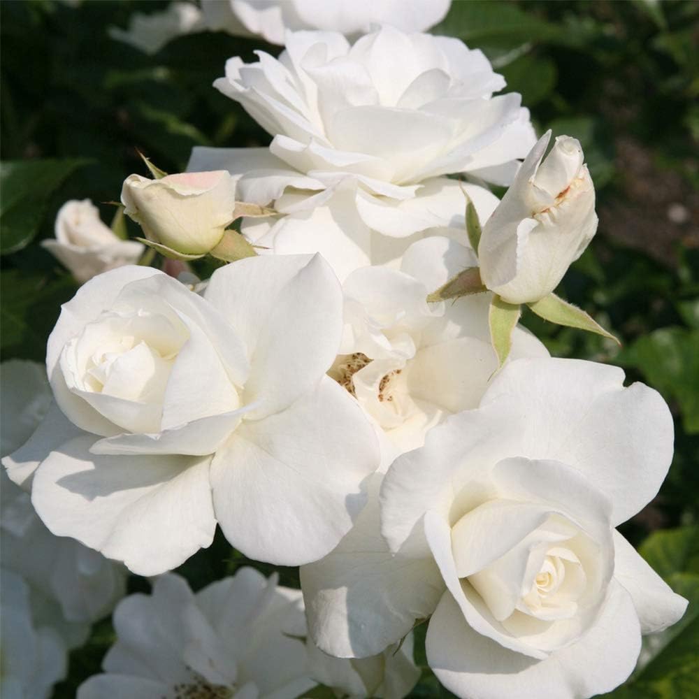 White Rose Bush M2574