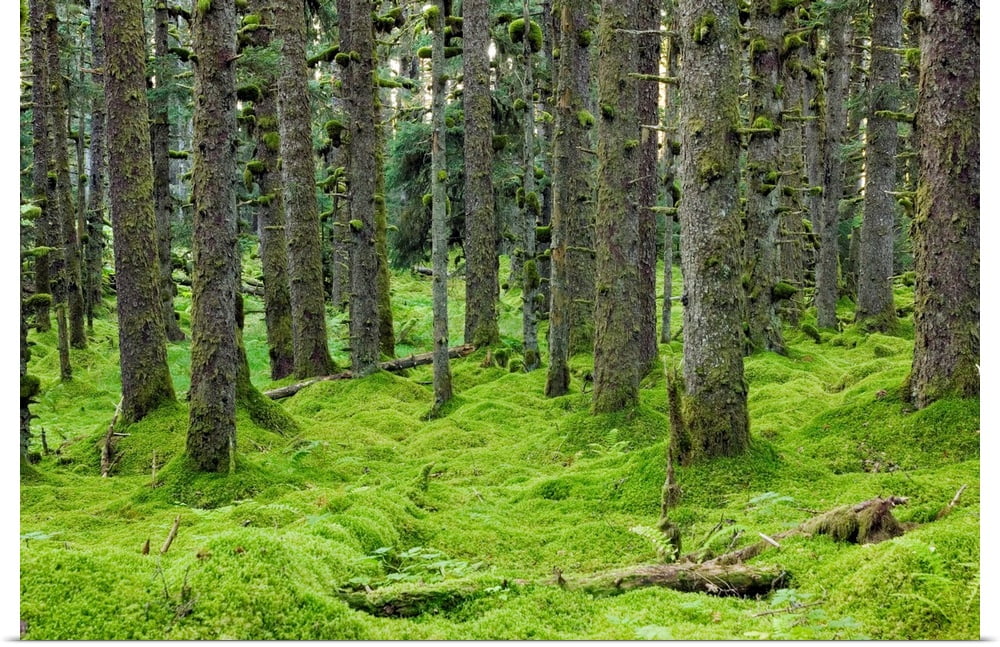 Spruce forest & moss near coast Kodiak Island Southwest Alaska Art Print - 24x16 Y5465