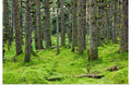 Spruce forest & moss near coast Kodiak Island Southwest Alaska Art Print - 24x16 Y5465