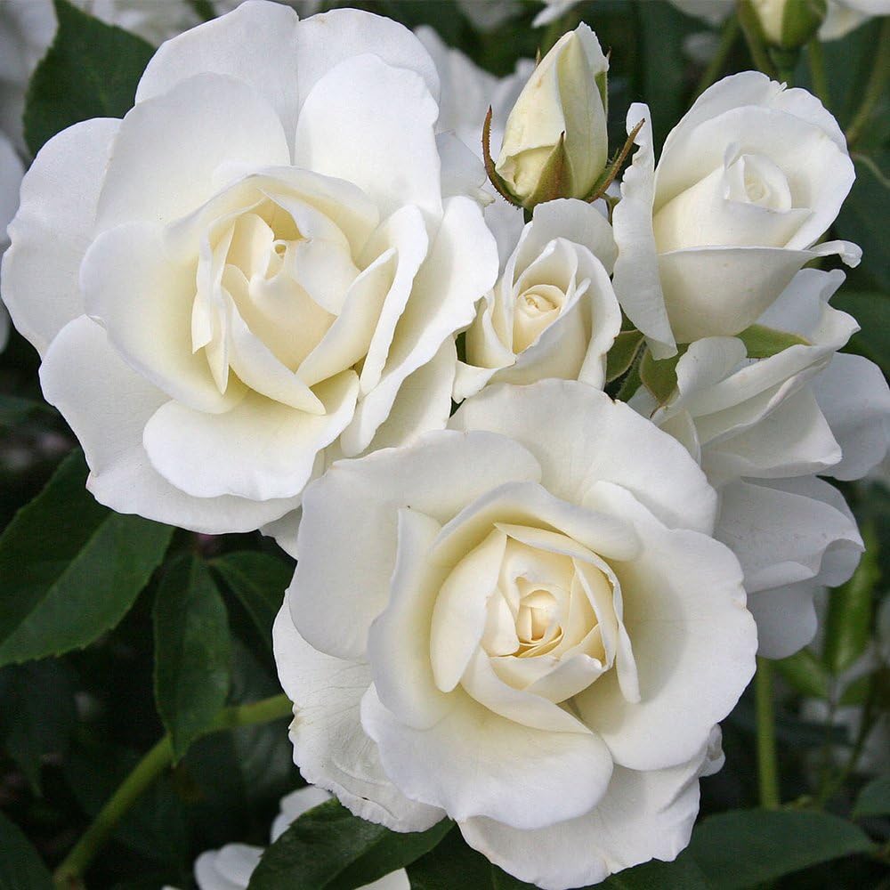 White Rose Bush M2574