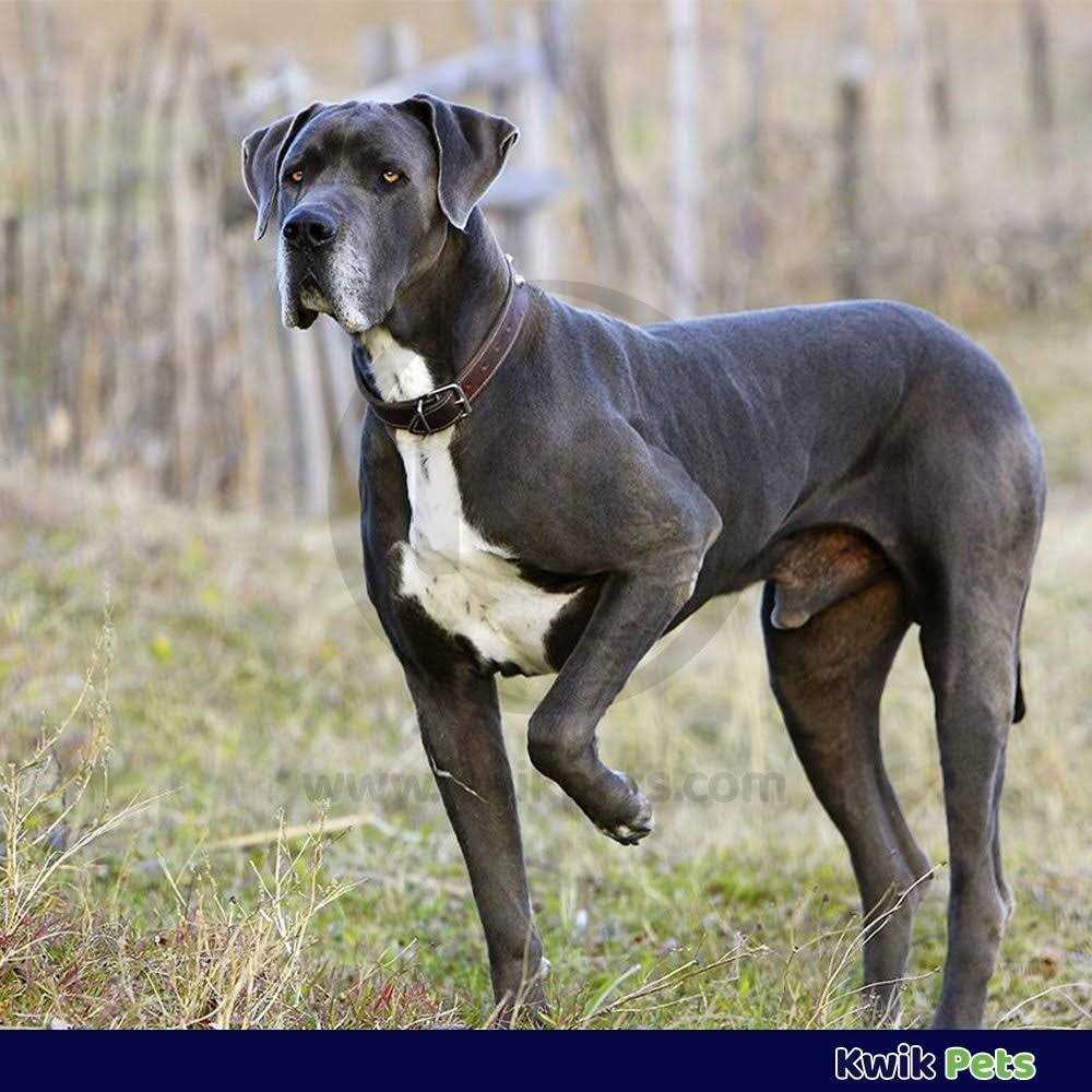Triple Wormer for Medium & Large Dogs W81397