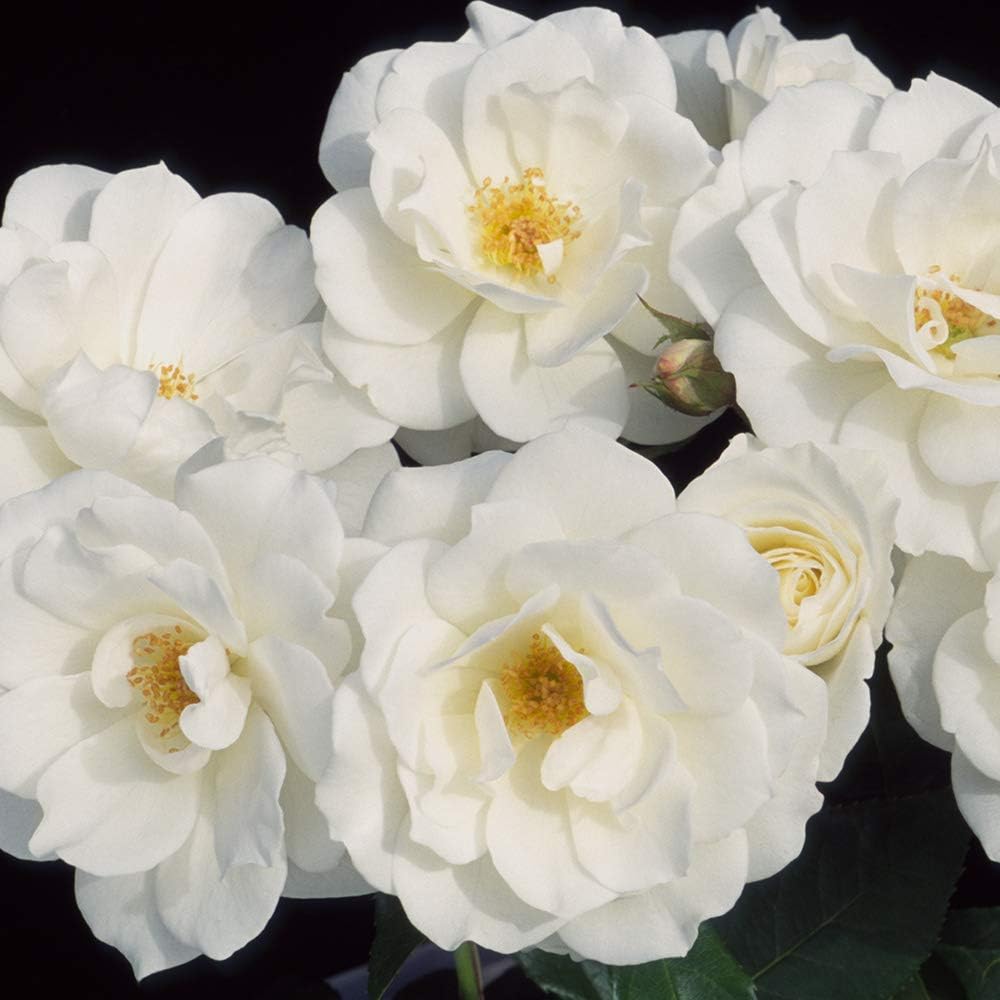 White Rose Bush M2574